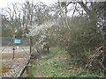 Path through Beechen Wood, Maple Cross