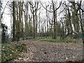 Woods in Chalfont Common