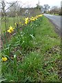 Daffodils in the verge