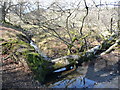 Fallen tree in 