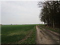 Farm track alongside Thorpe Whin