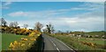 Whin hedges along the A2 near Dunmore Hill