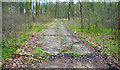 Old Road in Ten Acre Wood