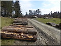 Felled treetrunks in Coed Cefn Maesmawr