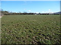 NY1735 : Farmland near Sunderland (Allerdale, Cumbria) by Christine Johnstone