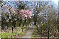 Footpath, Western Pools, Glan Llyn Newport