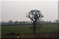 Aylesbury Vale : Grassy Field