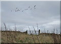 Geese above a Gate