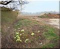 Primroses in the Ditch