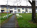 Daffodils, Gallows Hill, Omagh