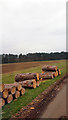 TL8493 : Cut timber beside field on west side of STANTA by Zorba the Geek