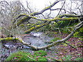 Miniature swamp, Hough Dean, Midgley