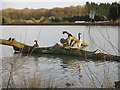 Canada Geese, New Pond, Earlswood