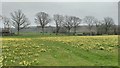 Wild daffodils, Kempley