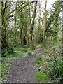 Path in RSPB Fore Wood