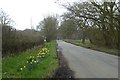 Daffodils along Lords Moor Lane