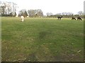 Field of alpacas