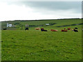 Cattle near Higher Pencobben