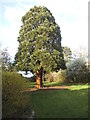 Tree in Roe Green Park