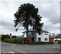 Monkey puzzle tree