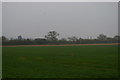 Field south of Stoke-by-Nayland