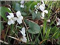 Sweet violet (Viola odorata), Station Road