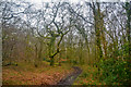 Taunton Deane : Woodland Path