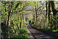 Sunlit track near Sherfield English