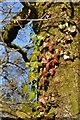 Red and green ivy leaves