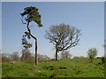 Cadbury Hill trees