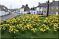 Daffodils at Rhonehouse