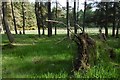 Woodland near West Moor