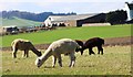 Alpacas in Fife