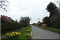 Daffodils in the village