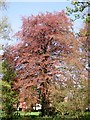 A Copper beech (Fagus sylvatica f purpurea)