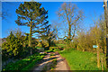 East Devon : Country Lane