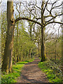 Spring sunshine in Running Water Wood, Belhus Woods Country Park