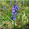 Bluebell in Norsey Wood, Billericay