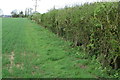 Field hedge and farm cottage