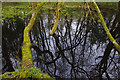 NY0265 : Pond in Caerlaverock Castle Wood by Ian Taylor