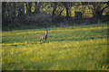 East Devon : Grassy Field & Deer