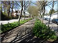 Tree-lined walkway, Falmouth