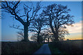 East Devon : Country Lane