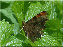ST2885 : Comma butterfly (1), Tredegar House gardens, Newport by Robin Drayton