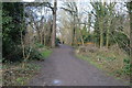 Woodland footpath