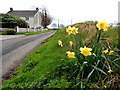 Daffodils along Kilstrule Road