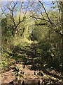 Steps at Bishops Knoll