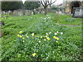 Daffodils in Chiswick Churchyard