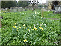 TQ2177 : Daffodils in Chiswick Churchyard by Marathon