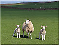 Sheep with lambs at Barnbackle